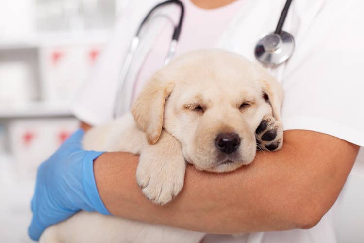 A labrador puppy asleep in the arms of a veterinarian wearing a Stethoscope and blue medical gloves