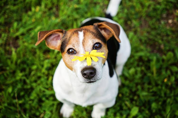 A Jack Russell Terrier sitting calmly in the grass with a bright yellow flower balanced on their nose.