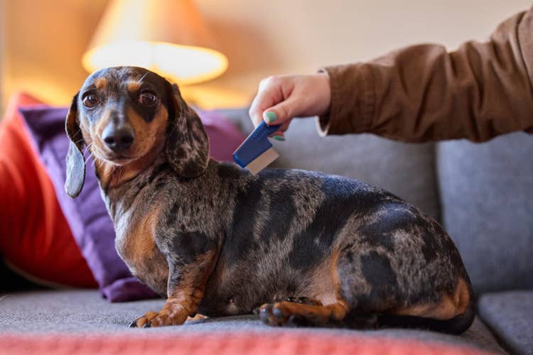 A brown and black merle miniature Dachshund sitting on the sofa while their owner uses a flea comb