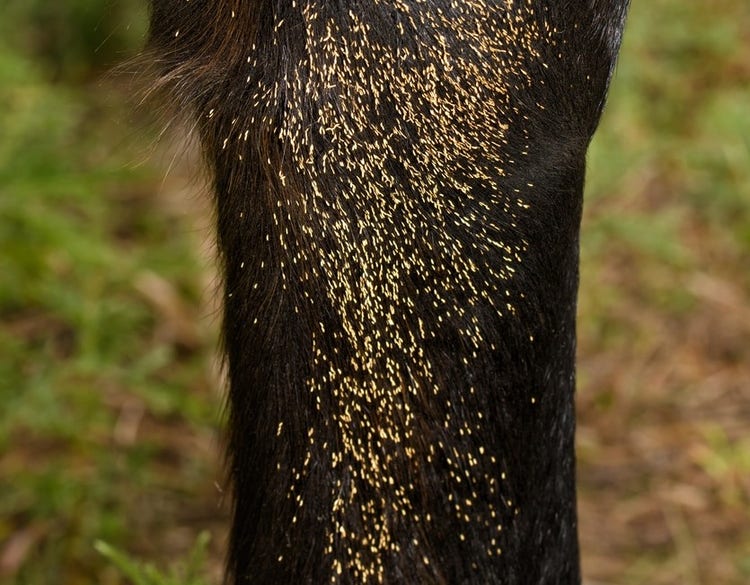 Close up of bot fly eggs on a horse's leg