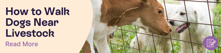 How to Walk Dogs Near Livestock
