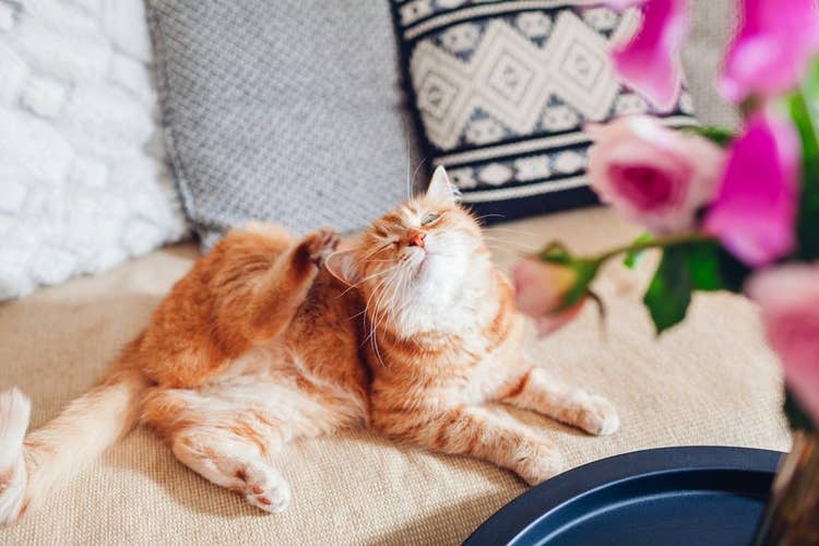 Long-hair ginger cat scratching itself on a sofa