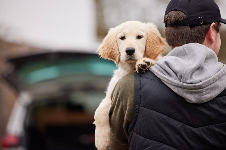 A golden retriever puppy being carried towards an ope car boot by a suspicious man in a cap.