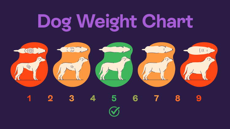 An in-depth and colour coordinated scale displaying the body condition of dogs on a scale from 1 to 9.