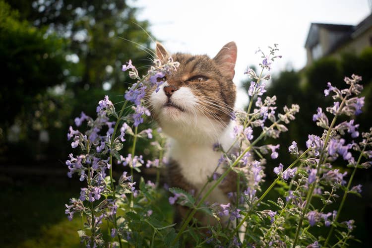 A brown and white cat smelling purple flowers in a garden