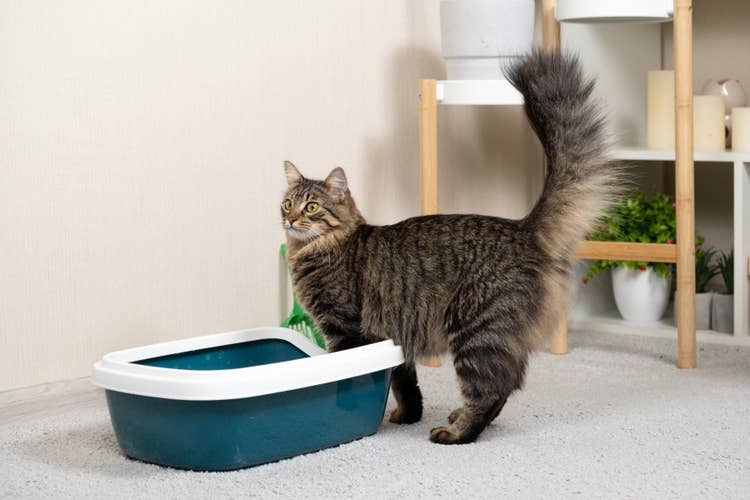 A longhair tabby cat stepping into their blue and white litter tray