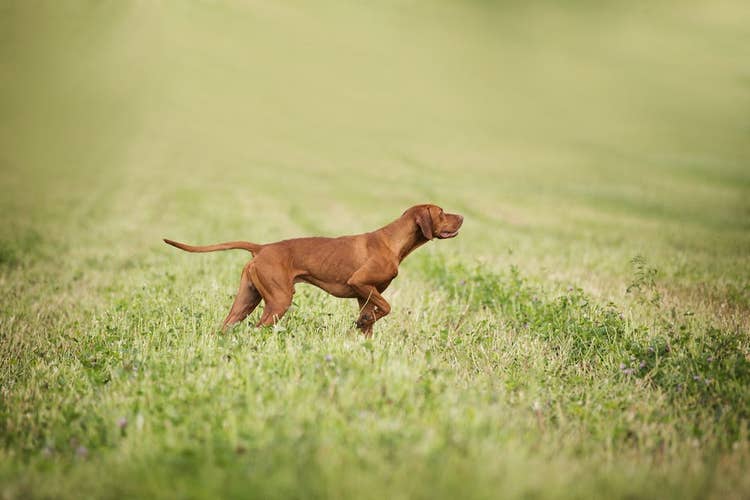 Hungarian Vizla gun dog pointing to alert owners to game