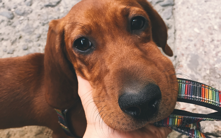 A close up of a red-brown dog with a swollen muzzle after being stung by bee