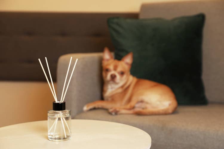 A beige chihuahua lying on a sofa behind a reed oil diffuser on a table in the foreground