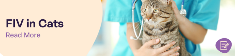 What is FIV Header Image