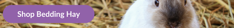 A white and brown dwarf rabbit munching hay in their hutch with overlay text that reads &#34;Shop Bedding Hay&#34;