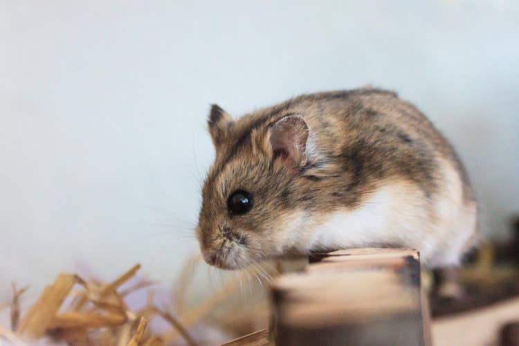 A brown and white russian dwarf hamster climbing out of its enclosure towards some fresh hay