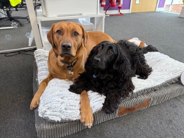 Two of our office dogs: Archie the fox red labrador (left) and Lola the black cocker spaniel (right) lying on a soft grey dog bed in our Keynsham office.