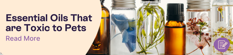 Essential Oils Toxic to Pets Header