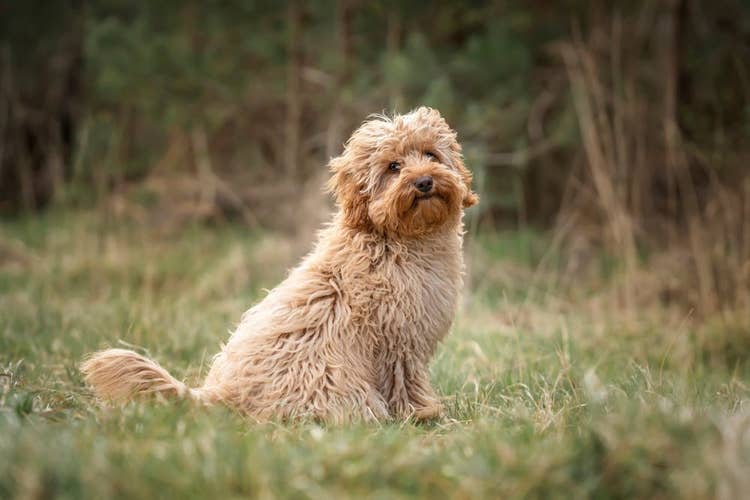 Beautiful Cavapoo crossbreed dog sitting in a field for a photo