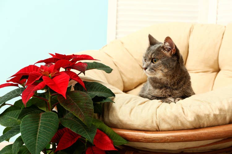 A grey and white tabby cat sitting in a cream armchair looking at a christmas poinsetta plant.