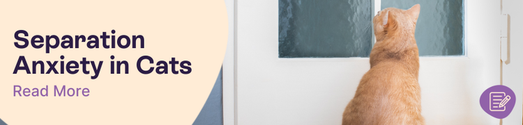 do cats get separation anxiety header