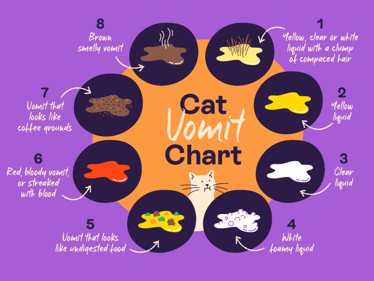 A chart detailing the different types of cat vomit and what they mean