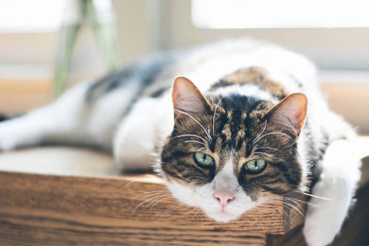 An older tabby and white tom cat louging atop a wooden table near a window.
