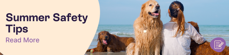 A female owner sitting at the beach with her three golden retrievers with overlay text that reads "Summer Safety Tips"