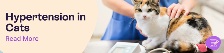Hypertension in Cats