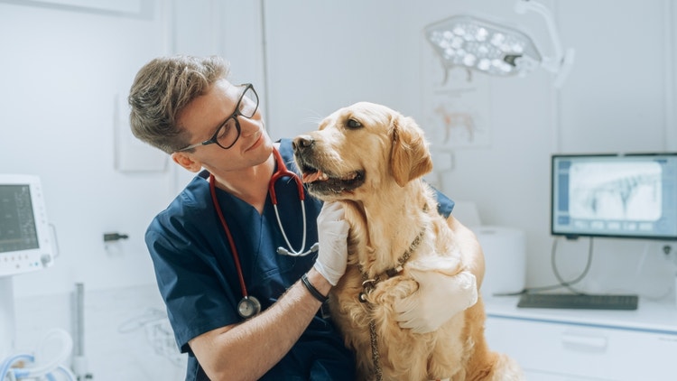 A male veterinarian examining a golden retriever at the vets