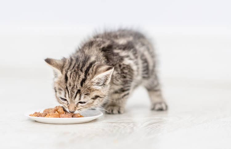 A grey tabby kitten eating wet kitten food from a saucer.