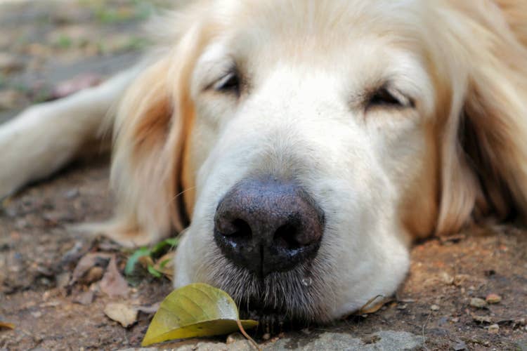 A close up of a goldn retriever snoozing outside with a runny nose
