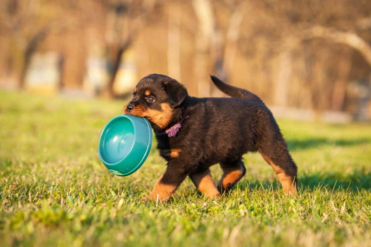 A rottweiler puppy in a pruple collar walking across grass carrying a blue food bowl in it's mouth.