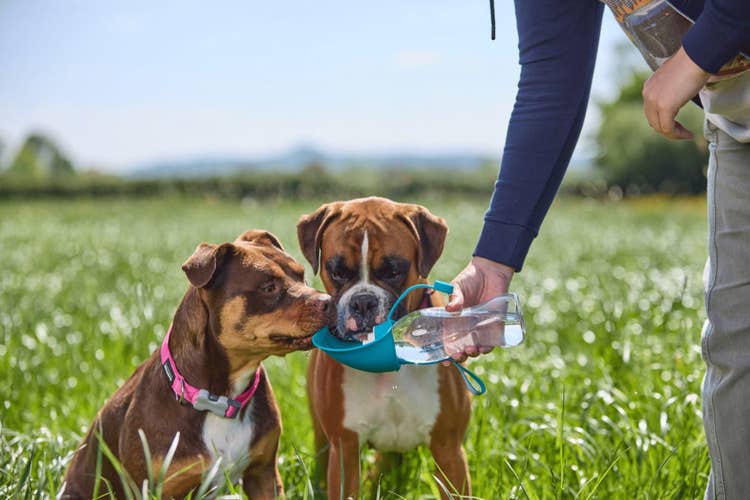 A Boxer and Staffie-cross drinking from a dog water bottle while on a walk | how do you get a dog to drink more water