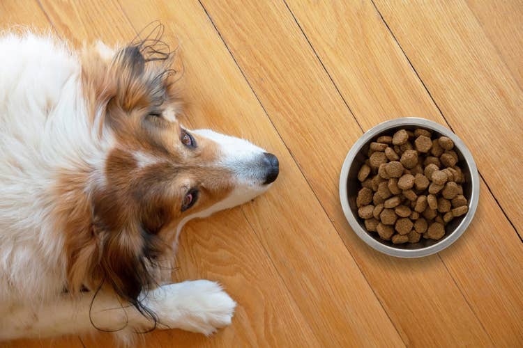 A rough coated colleie lying down on the kitchen floor with a full bowl of food, but refusing to eat.