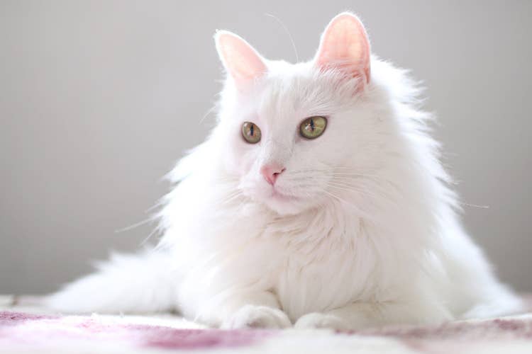 A stunning long-haired all white cat with bright green eyes lounging on a pale pink bedspread
