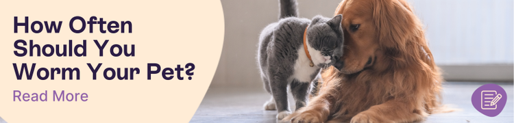 How often should you worm your pet header