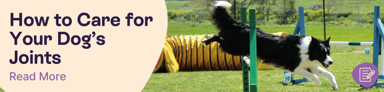 How to care for your dog's joints header