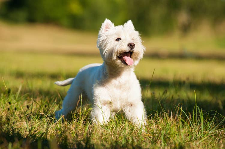 A happy and healthy West Highland White Terrier on a walk in an open field