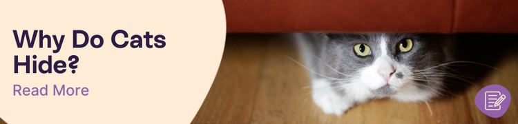 Why do cats hide under the bed?