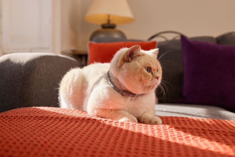 An owner treating their cream-coloured domestic shorthair cat with a green pipette of Frontline Plus Flea and Tick treatment for cats
