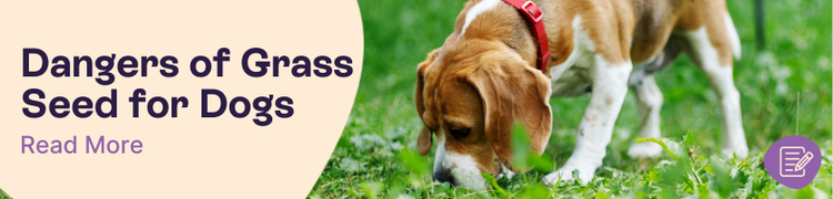 The dangers of grass seed to dogs header