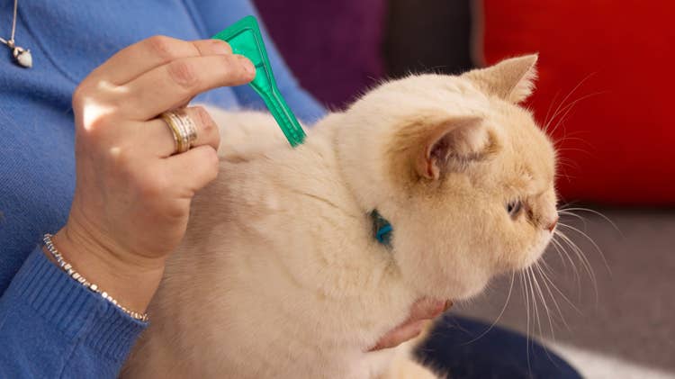 An older woman treating her cream short-haired cat being with a green pipette of Frotnline flea treatment