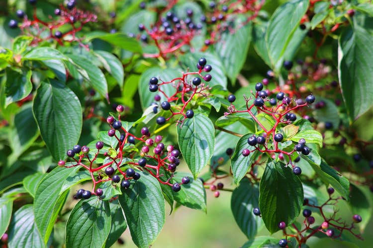A close up shot of wild elderberries growing on an elder tree