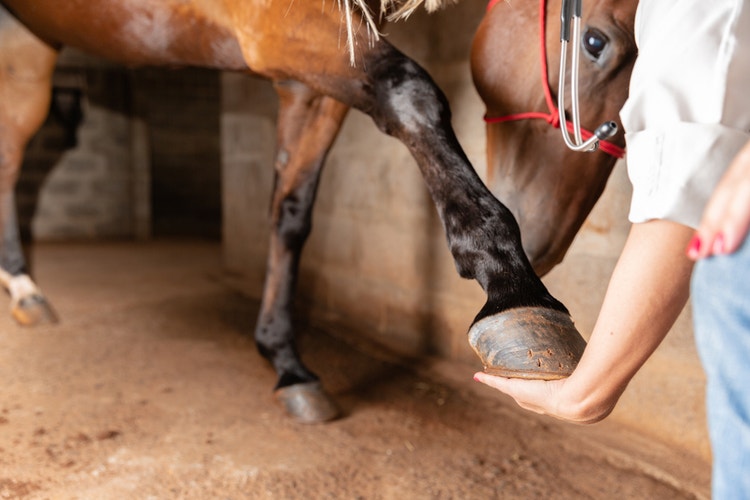 A brown horse with a hoof raised for inspection in the keeper's hands