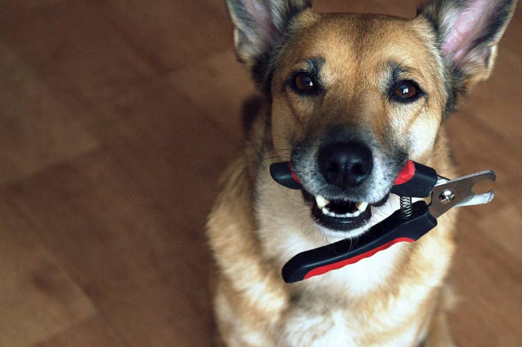 A large, point-eared rescue dog holding a pair of dog nail clippers in his mouth while looking at the camera.