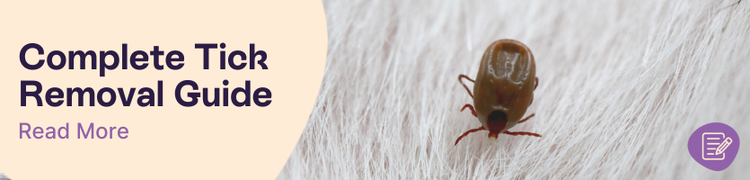 Tick Removal Guide Header