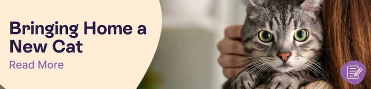 Helping your new cat settle in