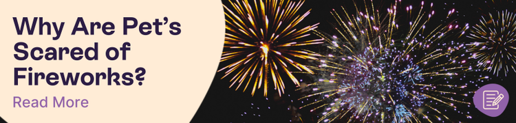 Firework Stress for Pets Header