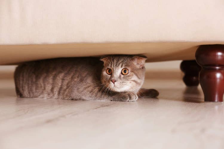 A grey tabby cat anxously hiding under a sofa.