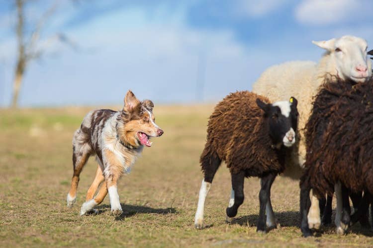 An Australian Shepherd herding sheep