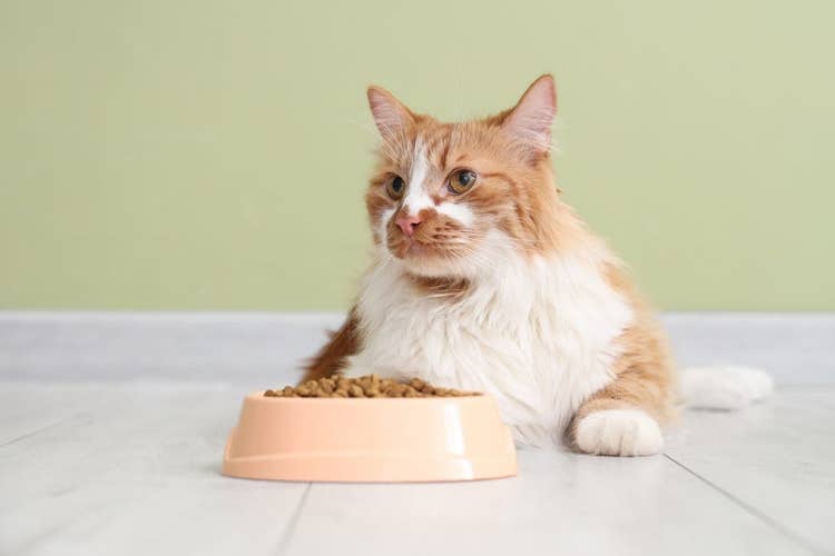 A long-haired ginger and white cat lying down behind a full food bowl, but not eating.