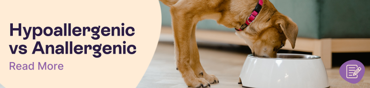 Hypoallergenic vs Anallergenic Food header