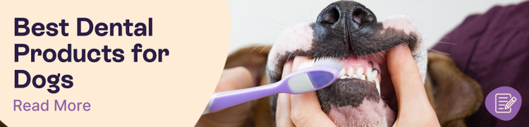 Best Dental Products for Dogs Header